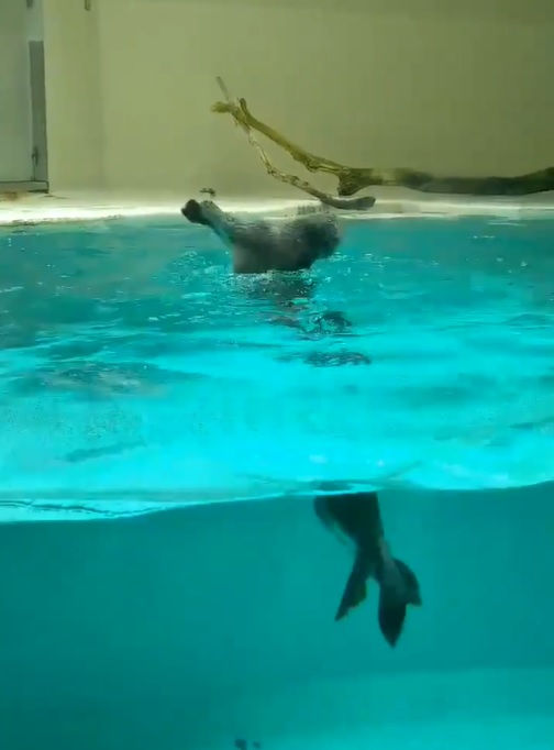 日本的鳥羽水族館因疫情休館中，意外讓員工拍到海獺不鬆懈的練習水中旋轉絕技！（圖／Twitter@HALTRHYTHM）