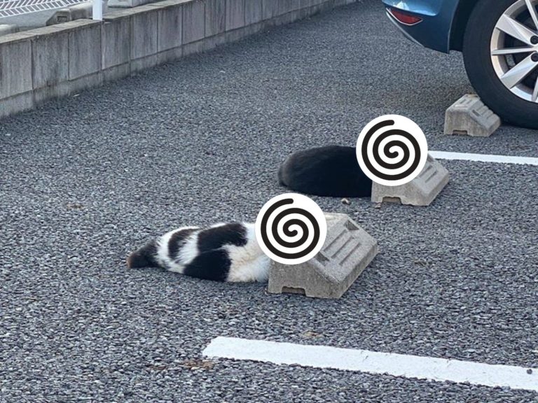 停車場見浪貓同步趴睡車輪定位器　網笑：原來還有這用途！
