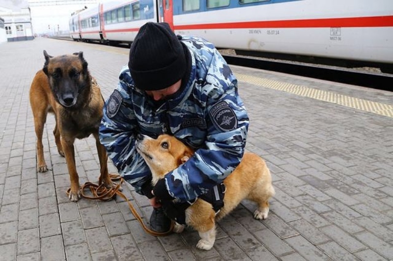 在火車站、公車站工作了7年多，日前正式宣布退休。（圖／IG@corgi_police_dog） 