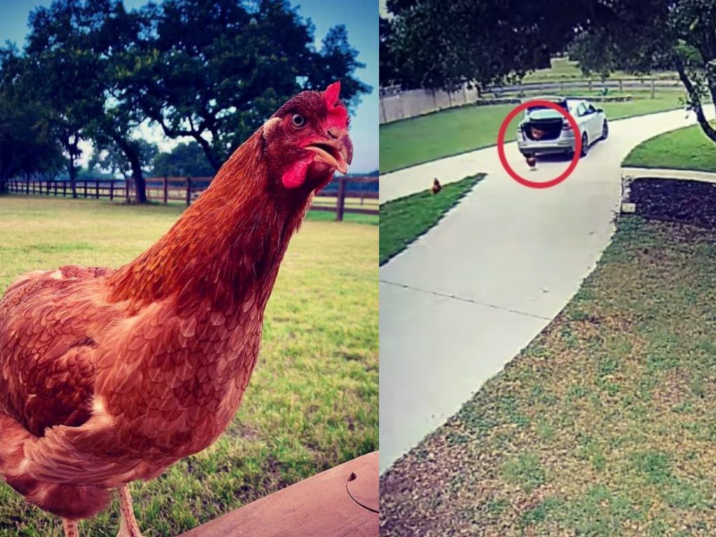 萊巴跳上快遞司機的車走了。（圖／Justin Matthews） 