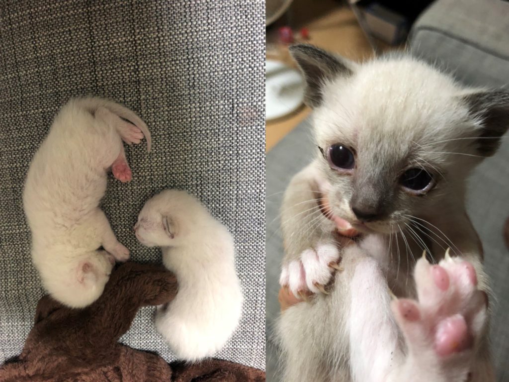 ▲雪白小貓竟越養越黑，主人曝驚人進化史。（圖／Twitter @beckham1713）