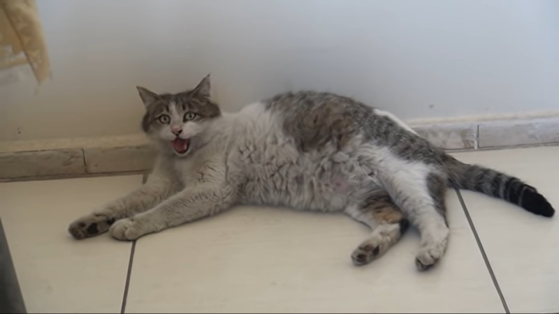 診所裡的人仔細一看，發現母貓的狀況不太對勁。（圖／Youtube@Bitlis Bülten） 