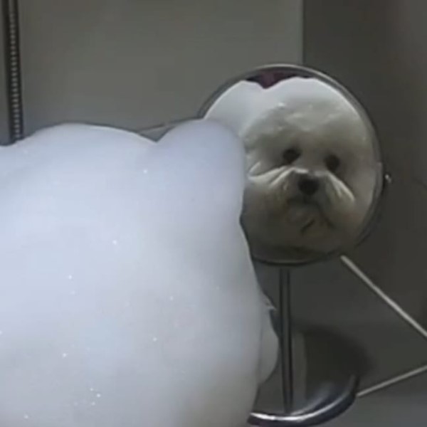 浴室出現「小雪人」背對飼主　沖水也不融化網：太可愛！