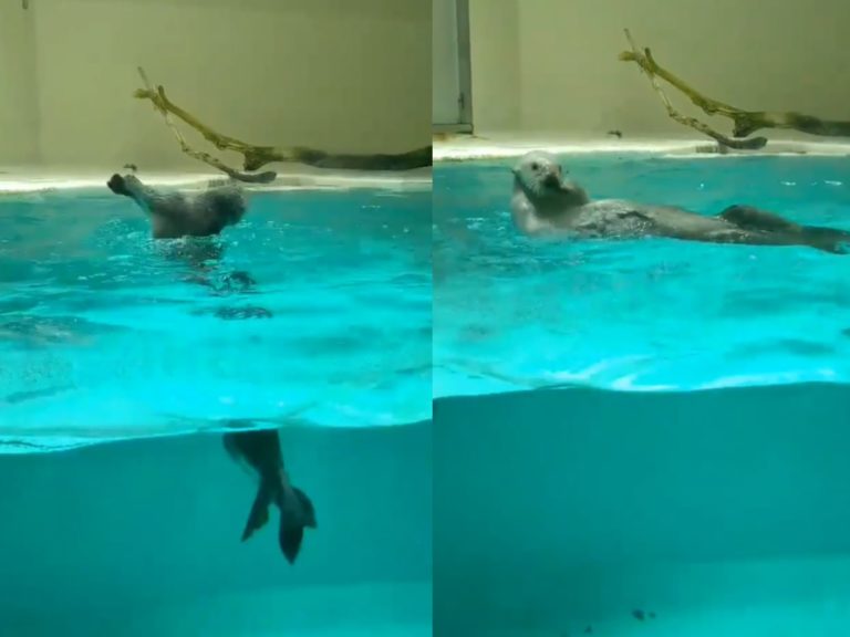 日本水族館因疫情影響閉館，員工拍到即使沒觀眾仍認真練習的海獺，大秀高速花式轉圈絕技！（圖／Twitter@HALTRHYTHM）