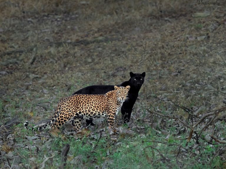 來自印度的攝影師米森（Mithun）花了6天捕捉到黑豹如影隨形陪著伴侶現身，並同時回頭看著他，這張照片許多人驚嘆不已。（圖／Mithun H Photography） 