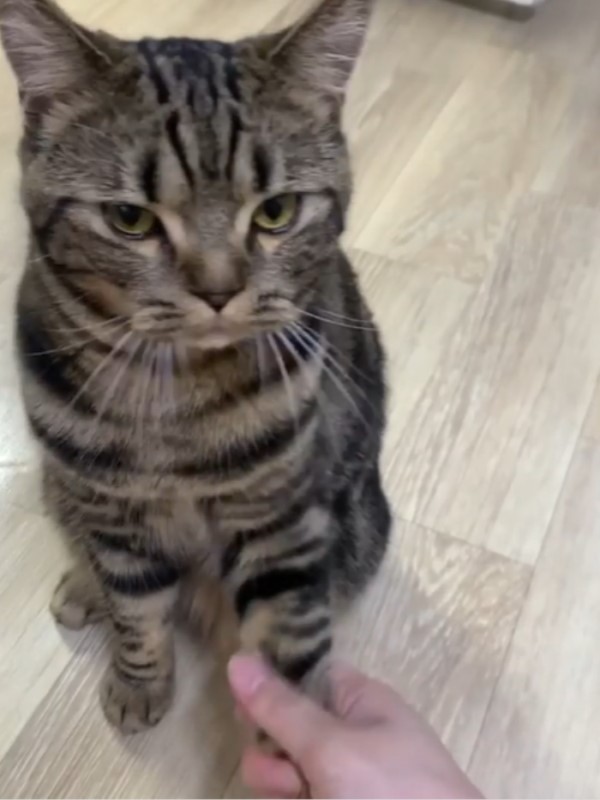 握手不稀奇？　韓國貓咪竟然會「握腳」！