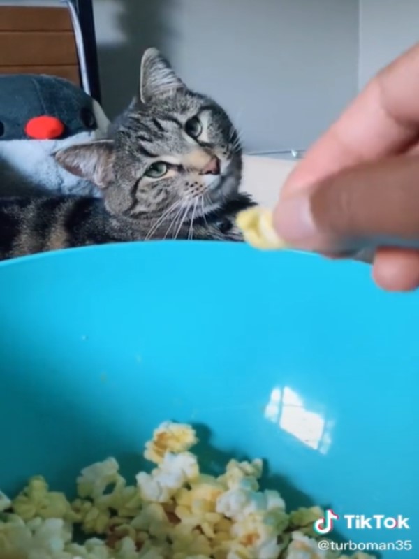 主人吃爆米花虎斑貓凝視猛舔嘴　牠：不給一個嗎？