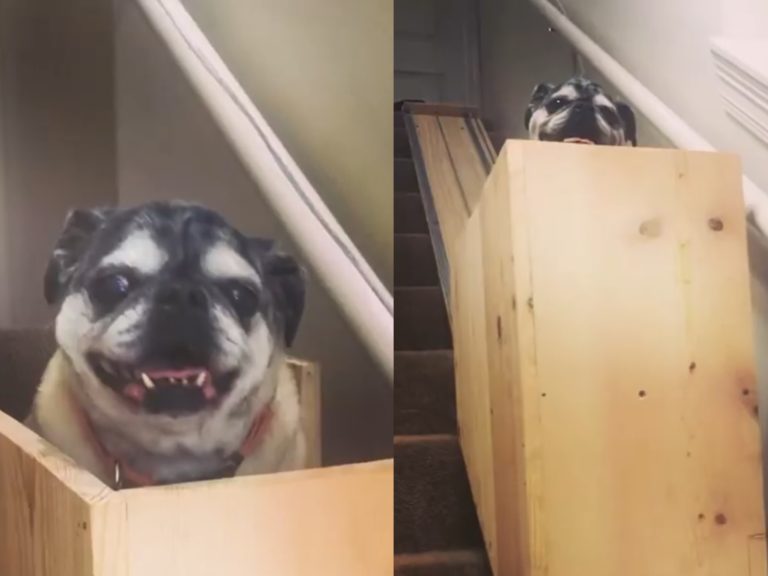 主人為高齡老犬打造「狗狗電梯」　巴哥輕鬆乘坐滿臉燦笑

