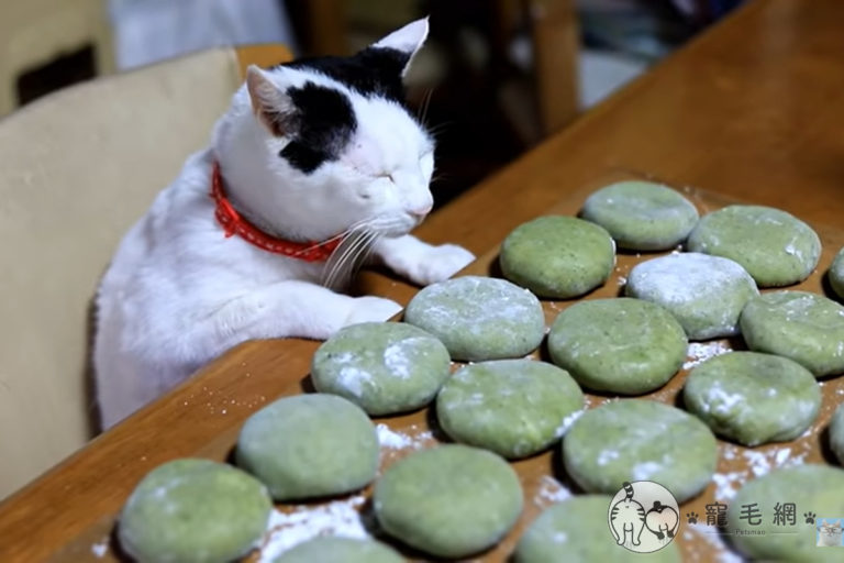 日本一隻黑白貓全程監督奶奶做草餅，儼然是個認真的品管員！（圖／YouTube@かご猫 Ｂｌｏｇ授權）