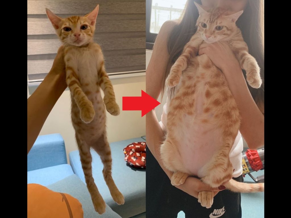 網友曬出自家橘貓一年前後的對比照，感嘆簡直遇到詐騙集團（圖／網友胡小婷授權提供）