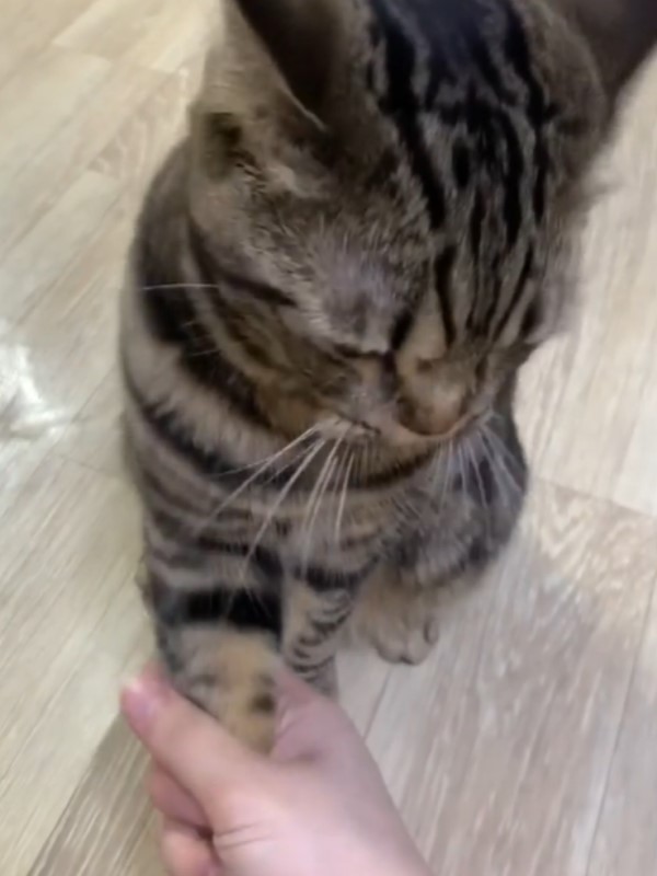 握手不稀奇？　韓國貓咪竟然會「握腳」！