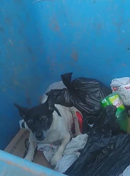 巴西民眾發現有隻狗被丟棄在垃圾桶，畫面令人心碎！（圖／FB@Palhinha Rodrigo）