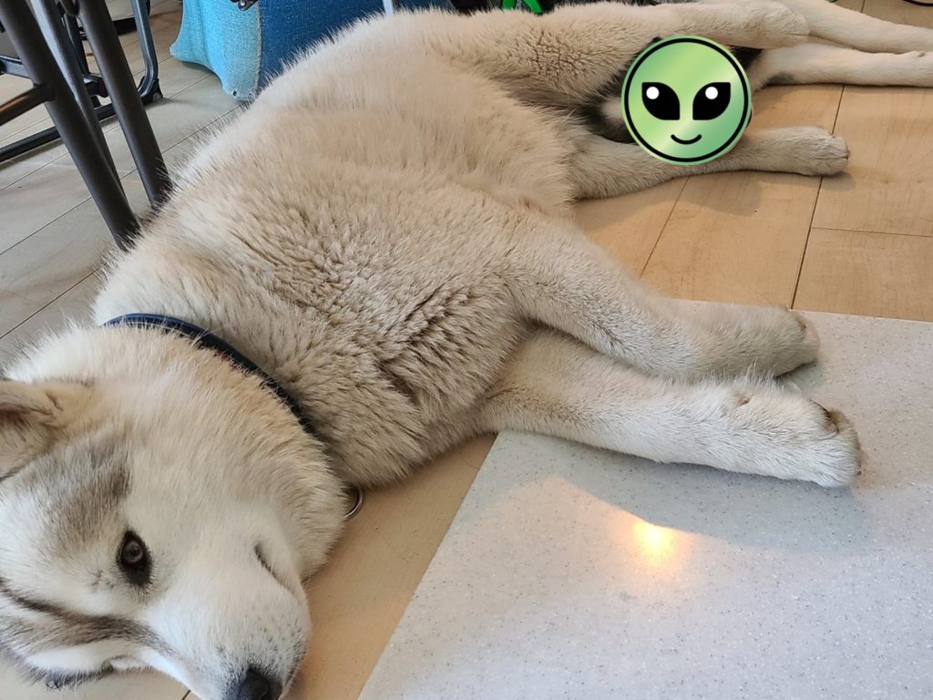 雪橇犬慘遭夥伴「雙腿挾持」　耍寶姿勢逗樂4萬名網友