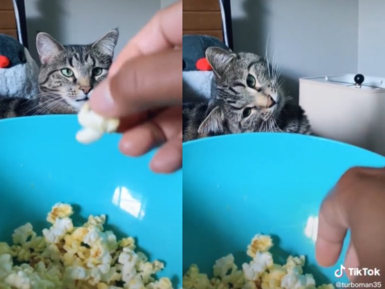 主人吃爆米花虎斑貓凝視猛舔嘴　牠：不給一個嗎？
