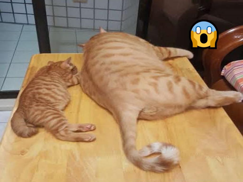 飼主曬出愛喵的對比照，感嘆養橘貓要三思！（圖／網友Meng Yun Tsang授權提供）