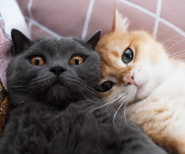 貓咪「丸子三兄弟」愛玩疊疊樂　網友直呼：好想咬一口！