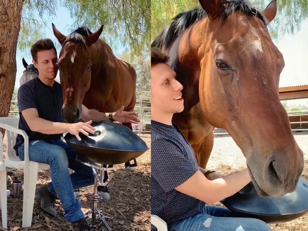 莎姆（Sam Slodowitz）請來音樂家朋友羅賓（Robin Parrish）演奏手碟，給自家馬兒比歐（Beau）獻上美麗的音樂大禮。（圖／Sam Slodowitz） 