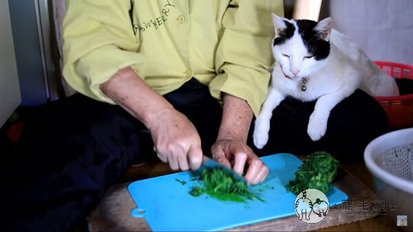「貓咪品管員」監督奶奶做草餅　瞇眼檢查：本喵覺得可以