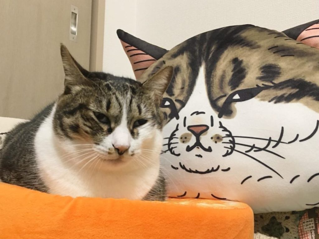 日本知名插畫家筆下的創作，原型都是來自於自家貓咪（圖／IG@koriri222）