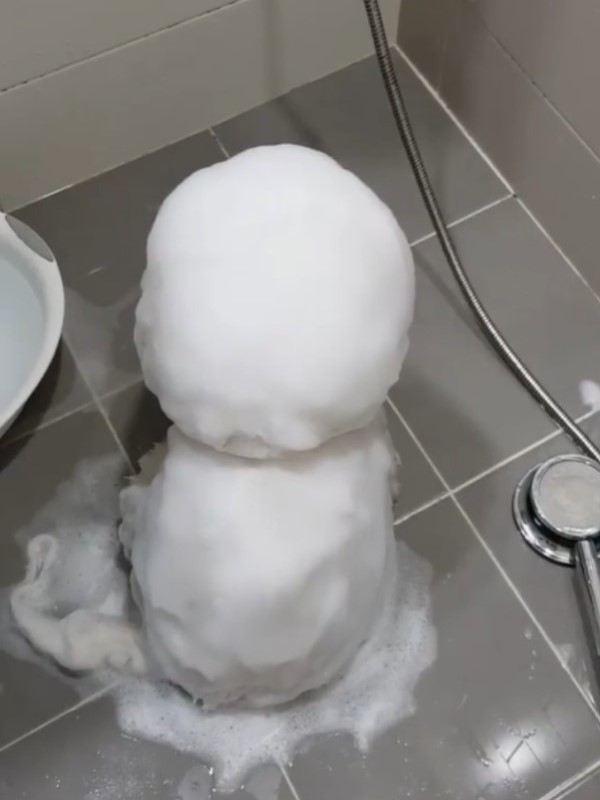浴室出現「小雪人」背對飼主　沖水也不融化網：太可愛！