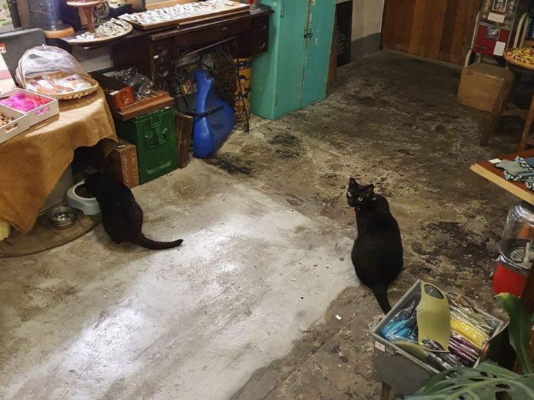 愛貓排隊乖乖吃飯好感動！飼主：不對我只有一隻黑貓啊？
