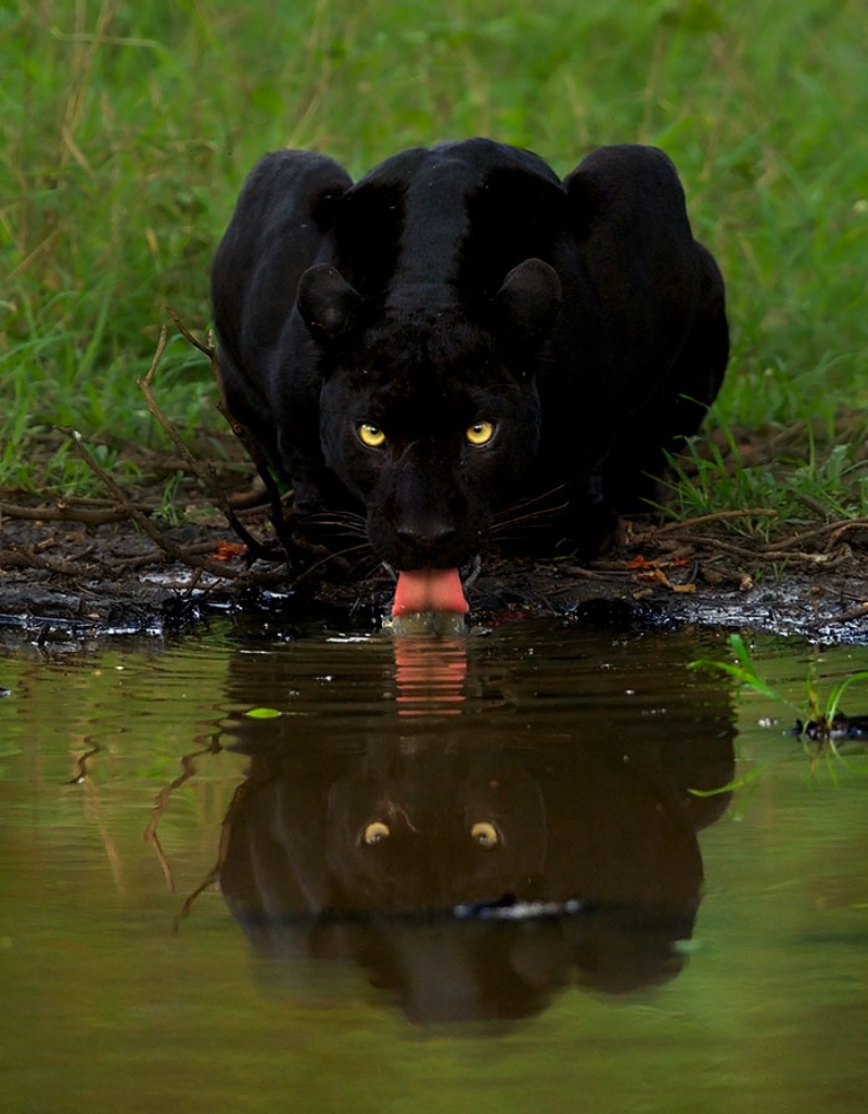 幾年前米森拍下黑豹飲水的照片，同樣讓許多人驚嘆。（圖／Mithun H Photography）