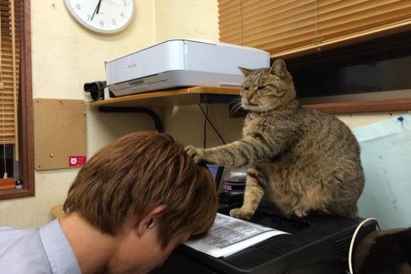 賽車場辦公室貓職員很囂張　公然偷懶還意圖「控制人類腦波」