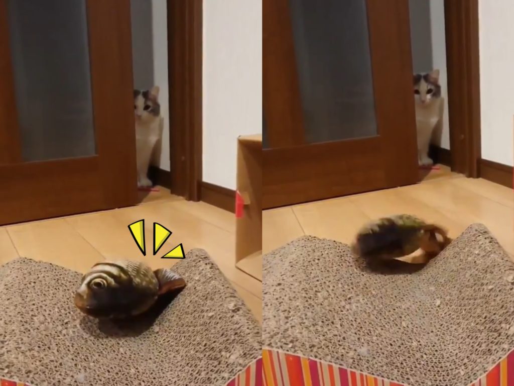 奴才進貢電動魚玩具　喵皇不領情竟躲在門後冷眼注視：「這是什麼鬼？給我拿開！」（圖／Twitter@mocanonno）