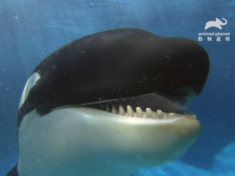動物檢定／人類也傻眼的獵食技　玩殘大白鯊的「殺手鯨」
