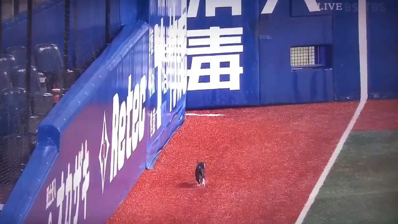 日本的棒球場浪貓意外闖入，讓職棒球評興奮播報！（圖／Twitter@ILOVE49391016）