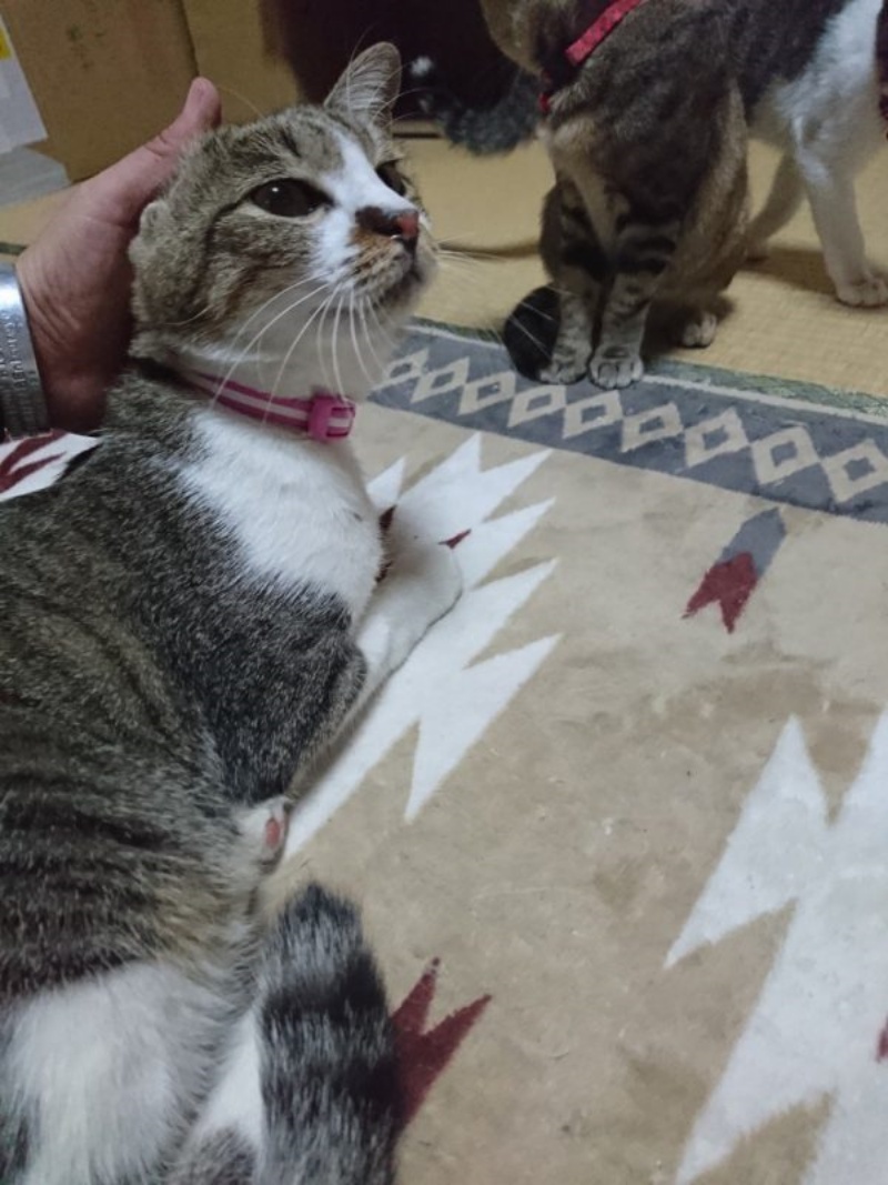 結果是家中的貓咪はなびさん溜進去惹～真是嚇屎人！（圖／Twitter@hikanyan） 