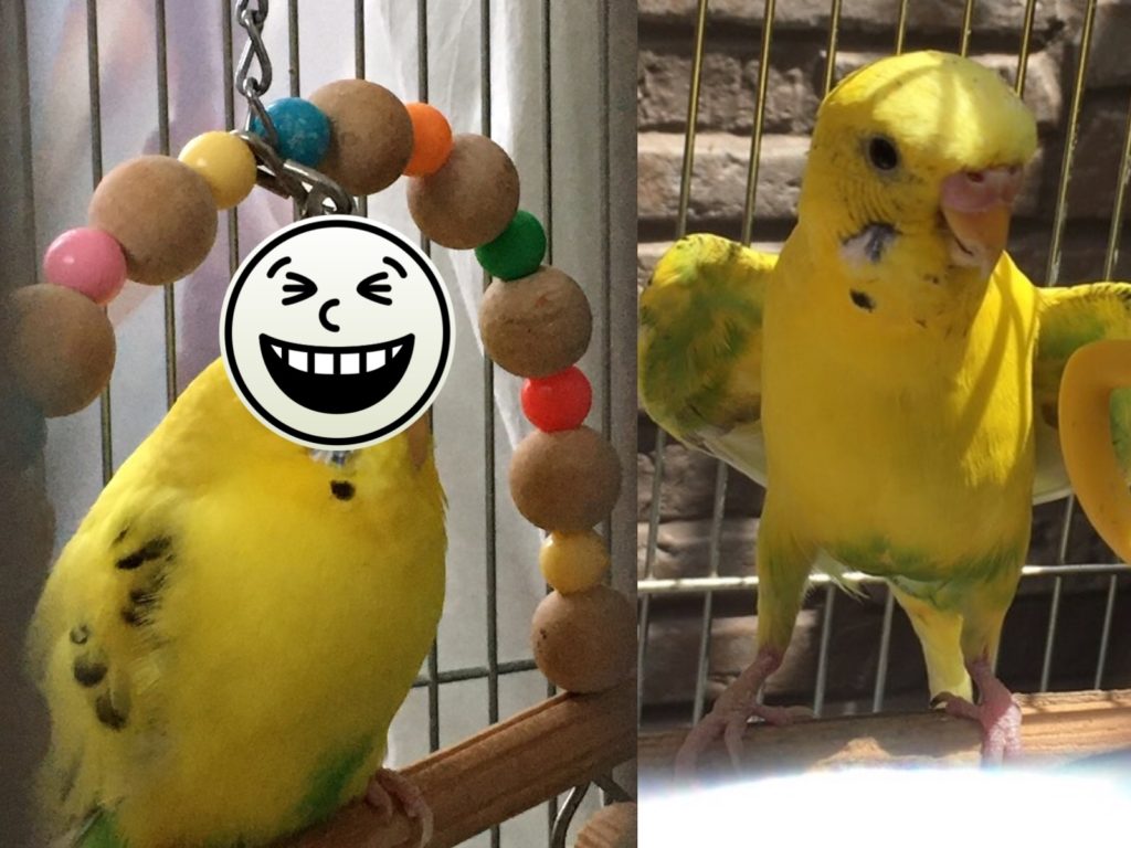 虎皮鸚鵡示範鞦韆玩具「正確玩法」　主人當場看傻：花黑噴？