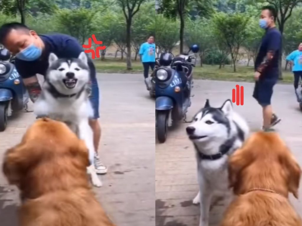 一隻哈士奇與金金正在路上互相嗆聲叫囂（圖／翻攝自FB@Phạm Bảo Châu）