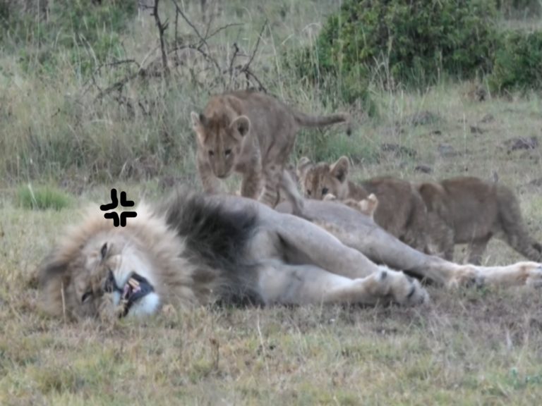 公獅被小獅包圍當玩具（圖／翻攝自Youtube@TimsVids）