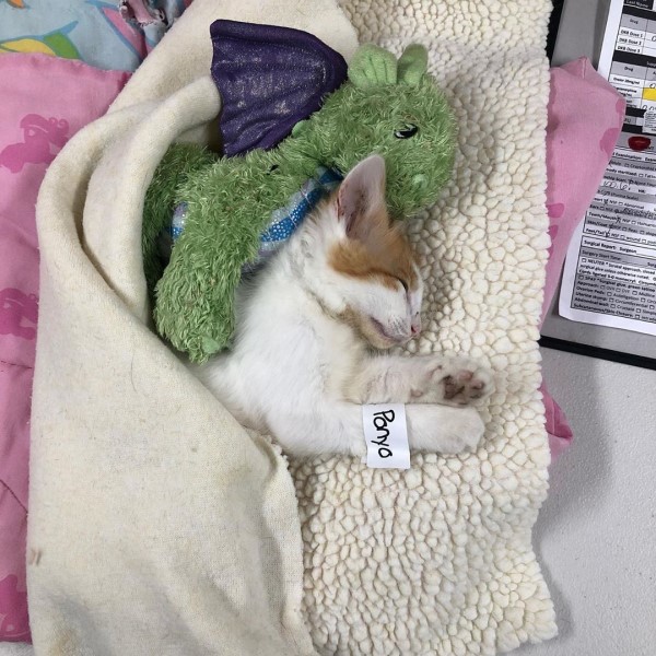 橘白貓結紮好緊張　醫院讓玩偶好友上手術台全程陪伴