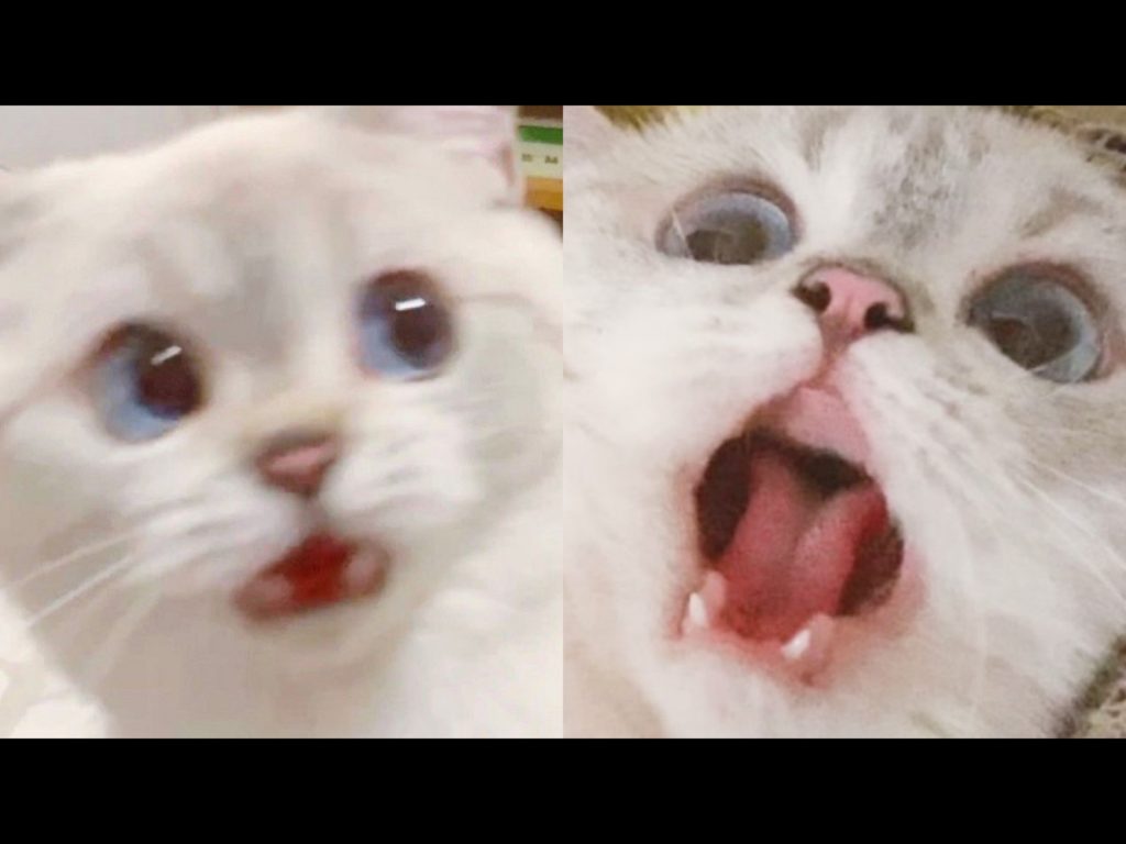 額！驚驚！！（圖／微博@猛猪猪和臭娜娜） 