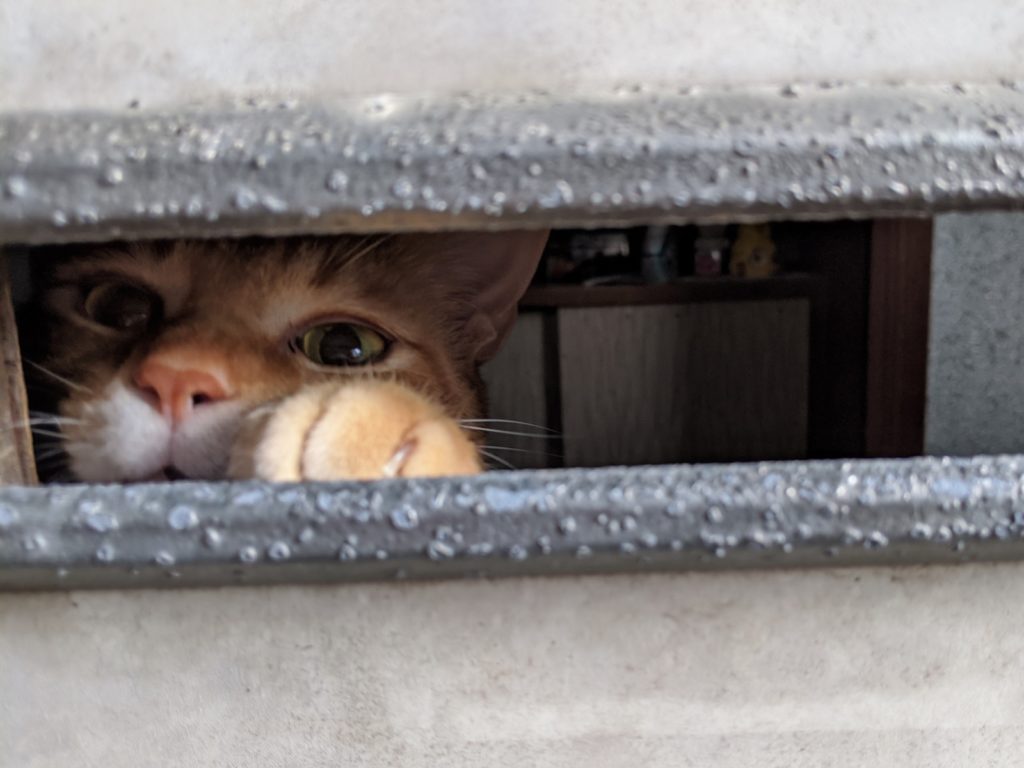 家貓預知主人到家竟等門迎接　貓手伸出投信口狂揮：歡迎回來