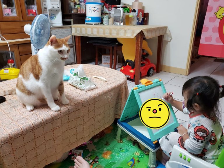 網友鍾宏玠家有隻橘白貓小跩，日前女兒幫小跩畫肖像，小跩似乎不是很滿意。（圖／網友鍾宏玠提供） 