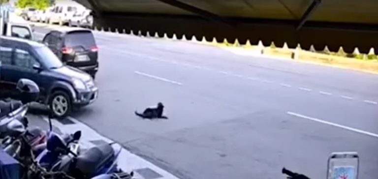 黑狗在馬路上不幸被休旅車輾過，駕駛下車察看竟然還踹一腳，影片讓不少網友非常氣憤！（圖／翻攝臉書社團「新竹爆料公社」）