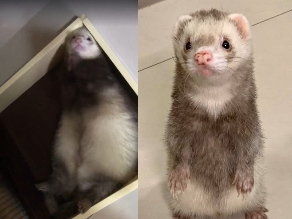 肥嫩雪貂「雙手拜拜」愛討抱抱　網友萌翻：可愛到犯規！