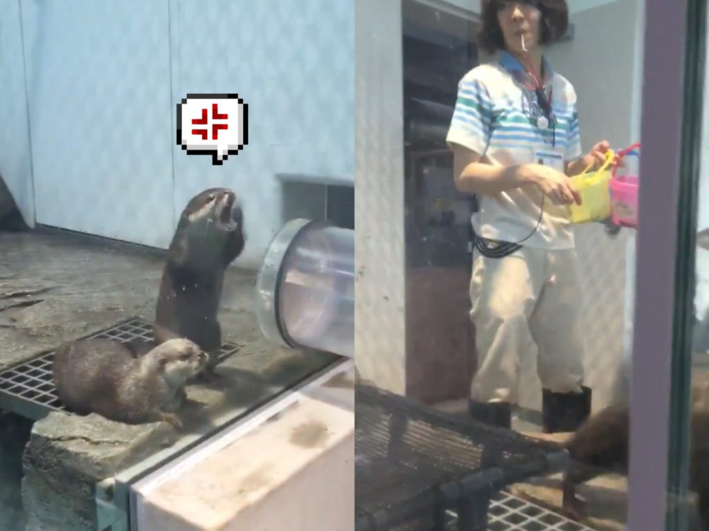 （手手倍速快轉）我我我！還有這裡！這裡快餓死了！（圖／Twitter@kmgk_） 