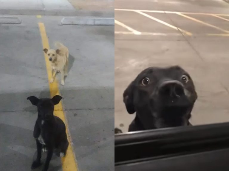 幾周以來這兩隻狗狗一一走向經過的車輛，不放棄任何找到家的希望。（圖／Jessica Marin） 