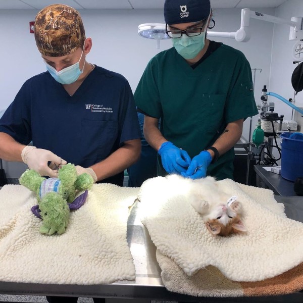 橘白貓結紮好緊張　醫院讓玩偶好友上手術台全程陪伴