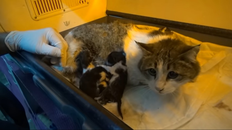 之後母貓和小貓也會開放領養。（圖／Youtube@Bitlis Bülten） 