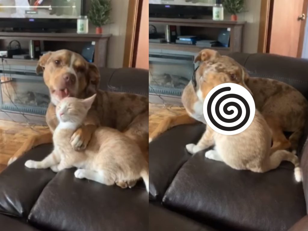 狗狗忘情地幫橘白貓理毛（圖／FB@Jami Michelle）