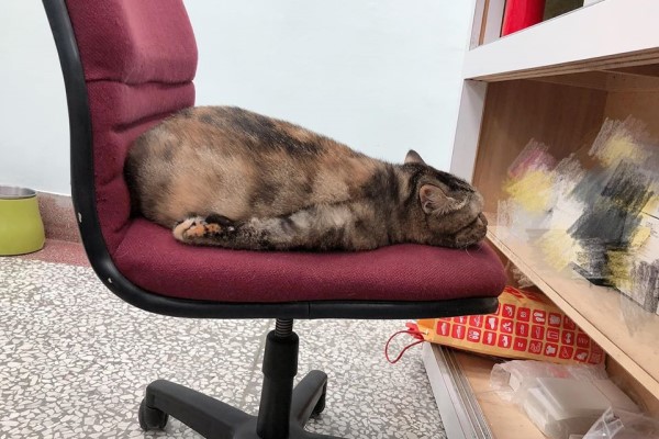 厭世星期一！店貓奇特怪姿趴臥椅子上　網笑：是海豹嗎？