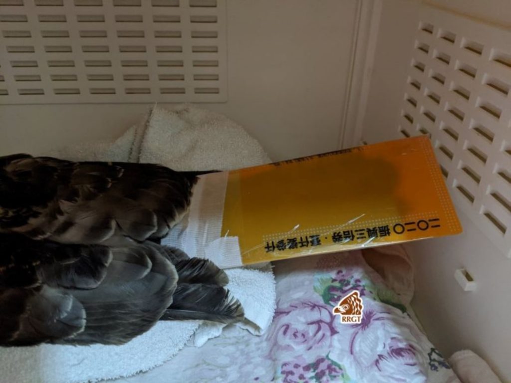 ▲紙本三倍券信封袋內的固定用塑膠片可以作為中小型猛禽尾羽的保護套。（圖／翻攝台灣猛禽研究會臉書）