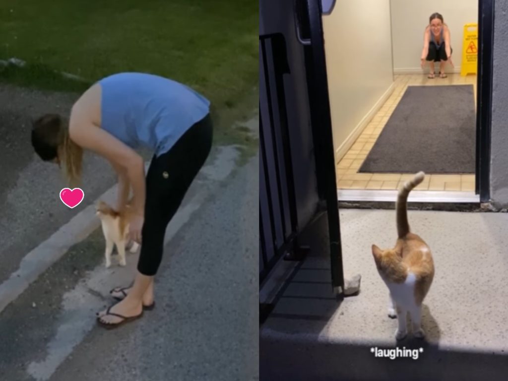 夫妻散步時遇見一隻親人浪橘貓（圖／FB@The Pun Guys）