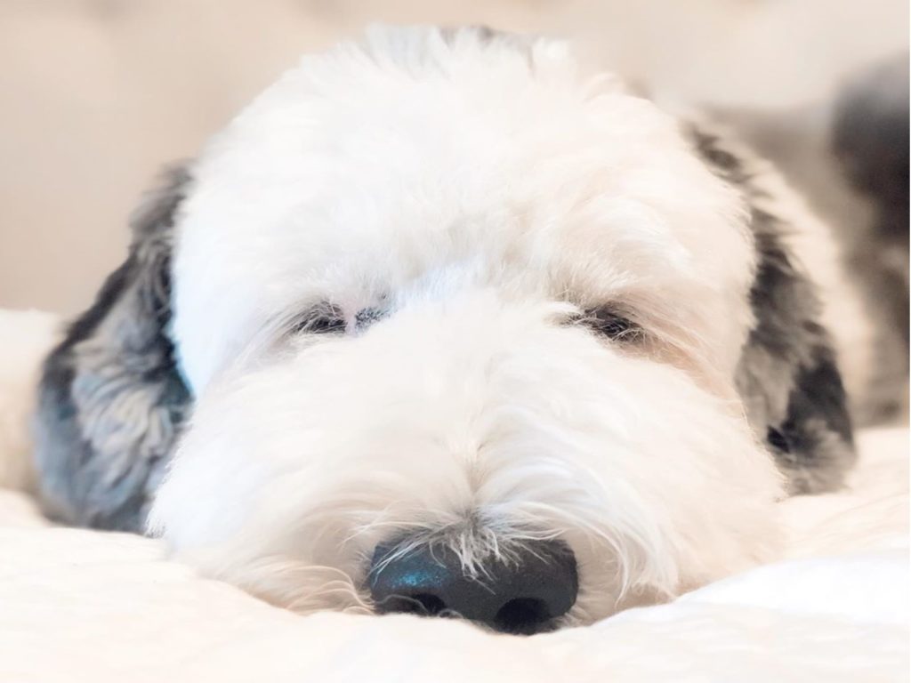 牧羊犬歐帝斯的白臉黑垂耳與史奴比一模一樣！（圖／IG@otis_unleashed）