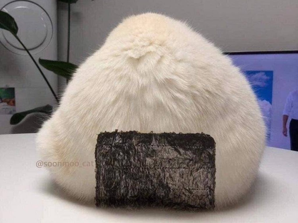 圓潤蓬鬆的飯糰，讓人忍不住想摸一把啊～（圖／IG@soonmoo_cat） 